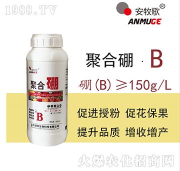 �ۺ���-ힲ�����