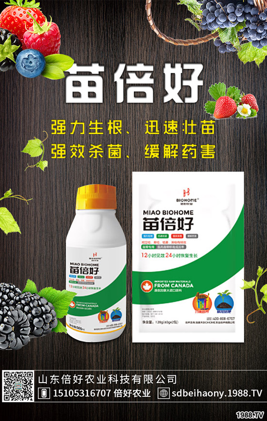 生姜什么時候種植，生姜什么時候采收？