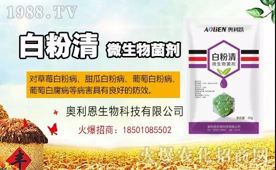 �׷۲�������(f��)�y�p���� ӛס�@��ˎ����Ч���ΰ׷۲����P����