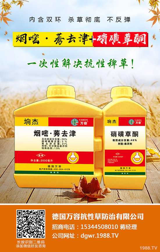 李子苗種植的季節(jié)，李子高產(chǎn)種植要點(diǎn)！