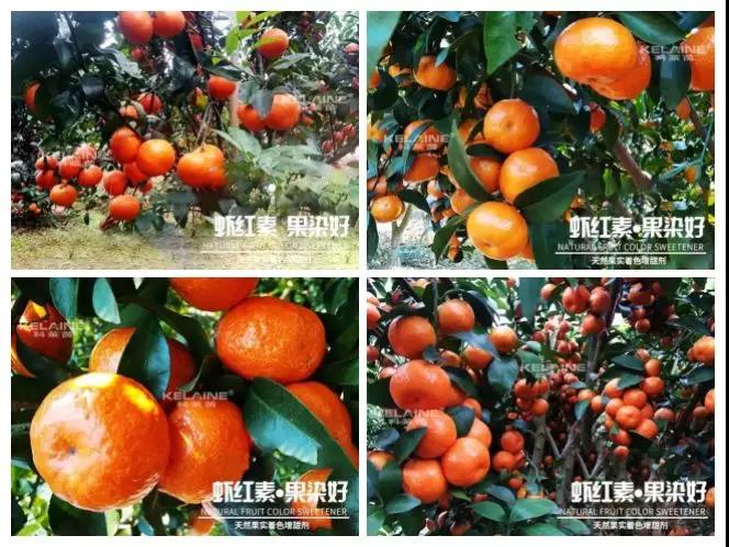 天然果實(shí)著色增甜劑——蝦紅素●果染好!