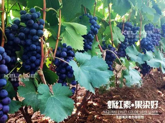 天然果實(shí)著色增甜劑——蝦紅素●果染好!