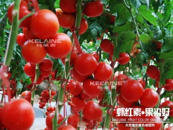 天然果實(shí)著色增甜劑——蝦紅素●果染好!