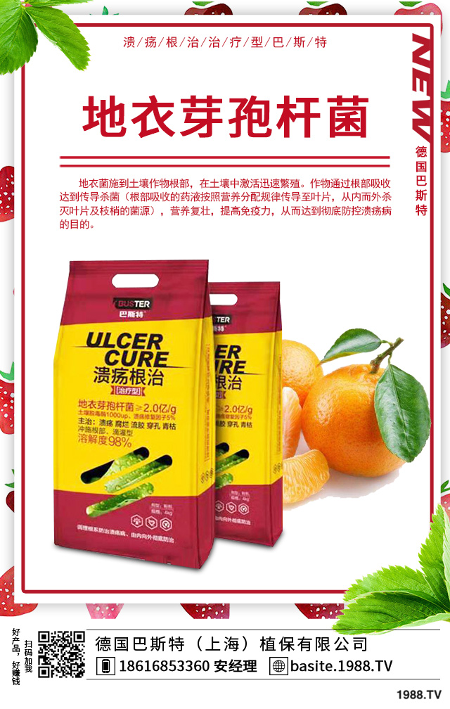 富貴竹葉尖枯怎么辦？富貴竹葉尖枯病因及防治