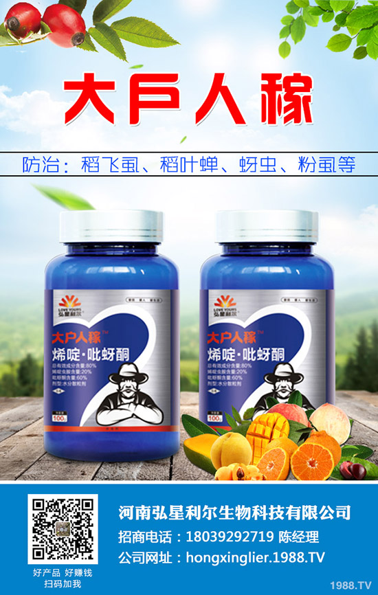 洋蔥種植后要怎么管理？洋蔥種植管理技術(shù)要點！