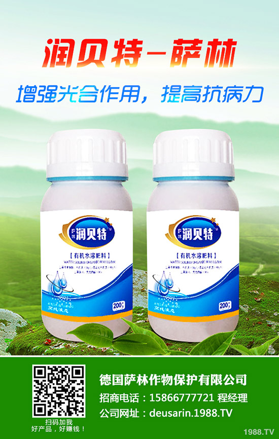 生姜的種植時間，生姜高產(chǎn)種植技術(shù)！