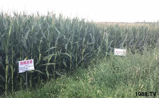 �ٿ���С�����a(ch��n)1471��pø����ȫ�����������߮a(ch��n)������(d��ng)֮�o����