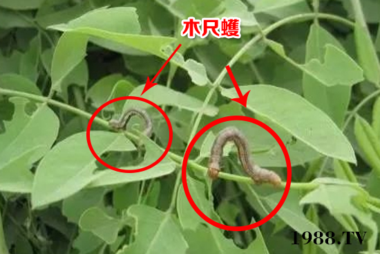 ����ľ���