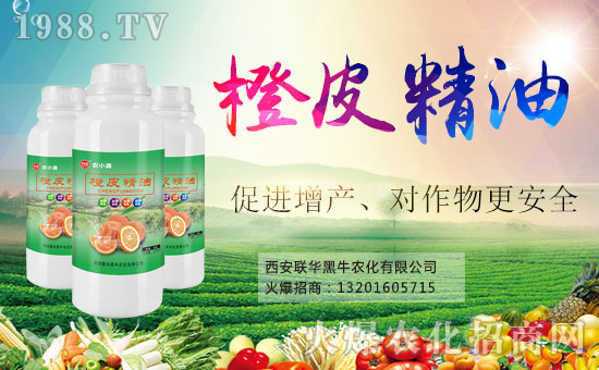  ϲ��(b��o)��1988.TVϲӭ�����ѣ�(li��n)�A��ţ��(qi��ng)��(sh��)���u��