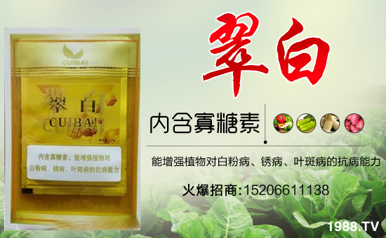 �����Pϵ�����A��ɽ�|�Ͳ��W�������m(x��)�s1988.TV�����\�����°l(f��)չ��