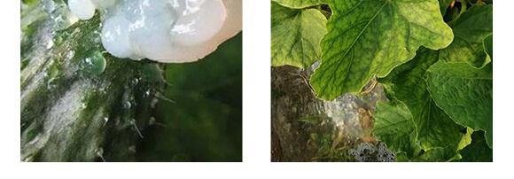 �r(n��ng)��ڈ@���＼�g(sh��)���޹�˾1_10