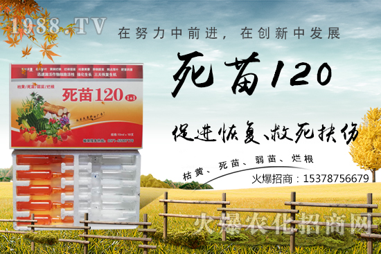  �߲˷Nֲ���L���������������砀�����W(xu��)��(hu��)�@Щ�������߲����砀�������£�