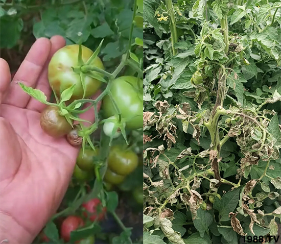 ����������ΰl(f��)�������Л]�кõķ��δ�ʩ�������@�ׂ�����߀�о���