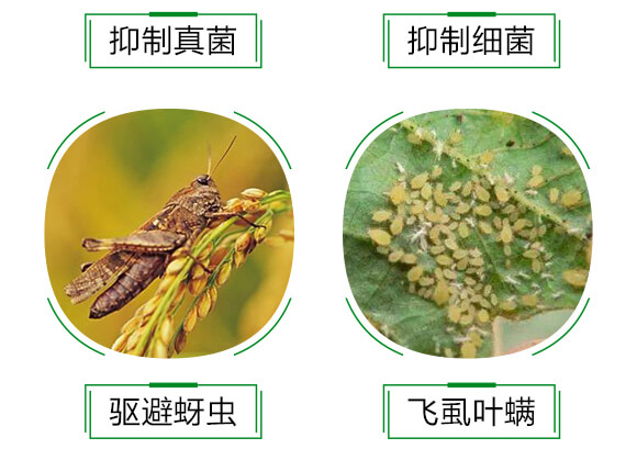 進(jìn)口生物硫-祛螨靈-晨茂農(nóng)業(yè)_06