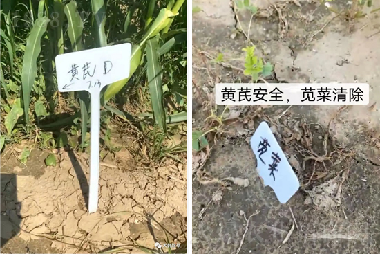 芪兵2號(hào)隆重上市!多年打造,可除莧菜的黃芪除草劑,除草更廣,更全面!