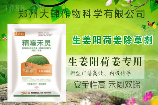 大姜陽荷姜怎么除草,姜地打什么除草劑,大姜陽荷姜除草方法及注意事項