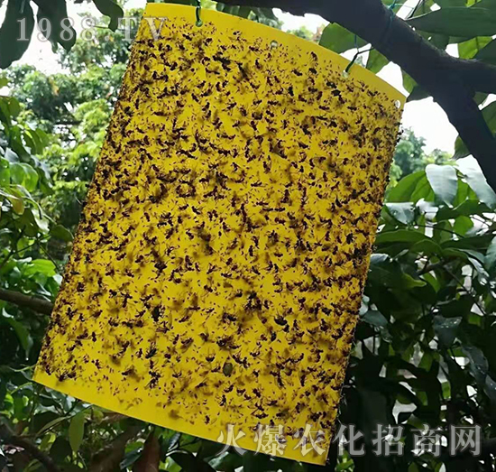 粘蟲(chóng)板-悅地豐