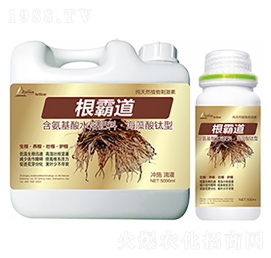 根霸道-中?？萍? style=