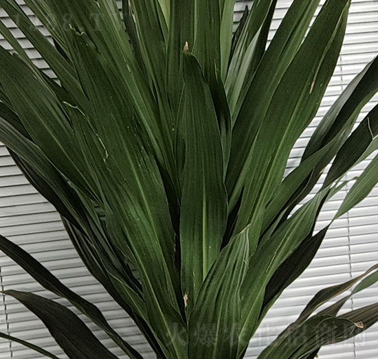 ��Ѫ��-��������