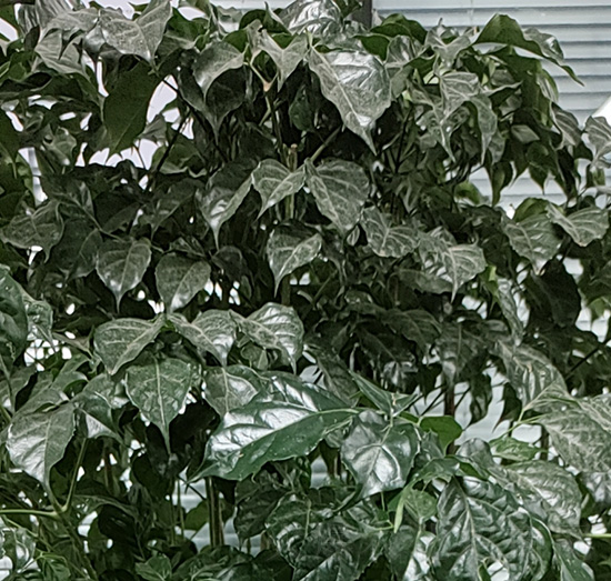 �˶���(sh��)-��������