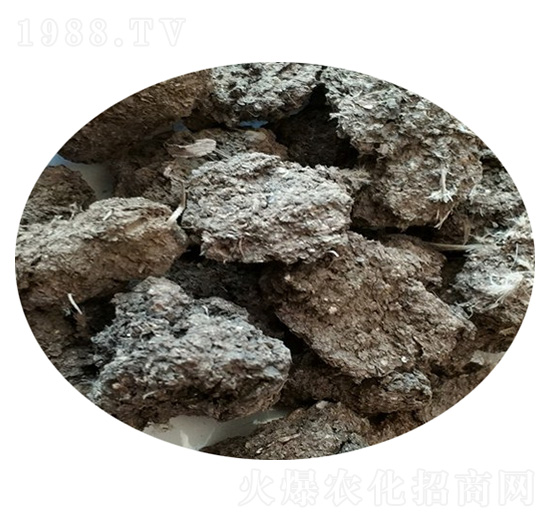 �g���S-ʥ������