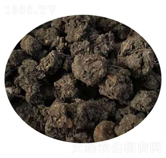 ���w���u�S-ʥ������