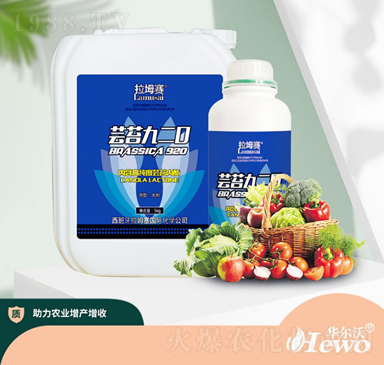 蕓苔920-拉坶賽-華爾沃