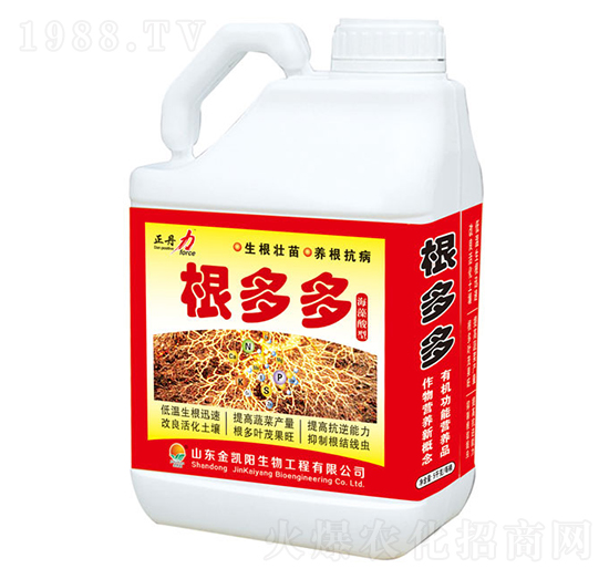 根多多-正丹力-金凱陽