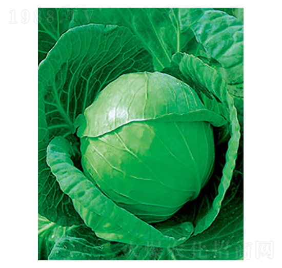 中甘十一甘藍(lán)種子-太樂種業(yè)