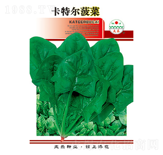 菠菜種子-卡特爾菠菜-太樂(lè)種業(yè)