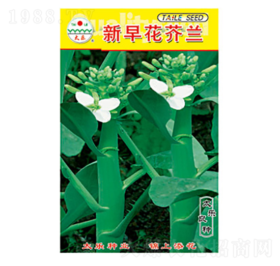 芥蘭種子-新早花芥蘭-太樂種業(yè)