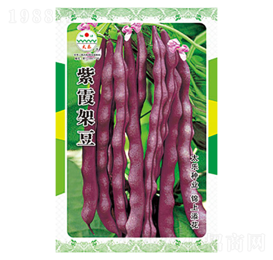 豇豆種子-紫霞架豆-太樂種業(yè)