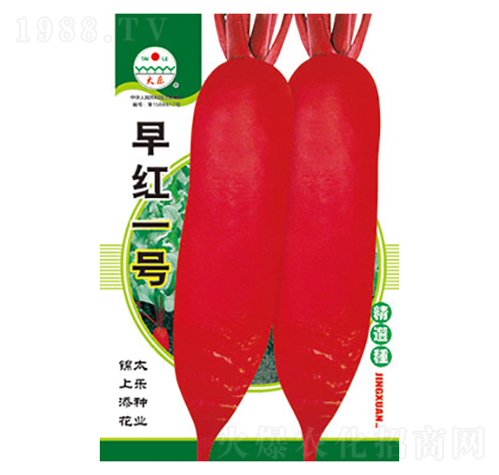 蘿卜種子-早紅一號(hào)-太樂(lè)種業(yè)