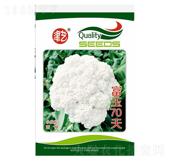 花菜種子-富玉70天-邯豐農(nóng)業(yè)