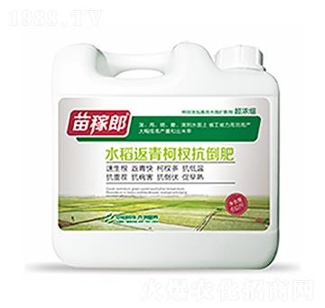 水稻返青柯杈抗倒肥-中?？萍? width=