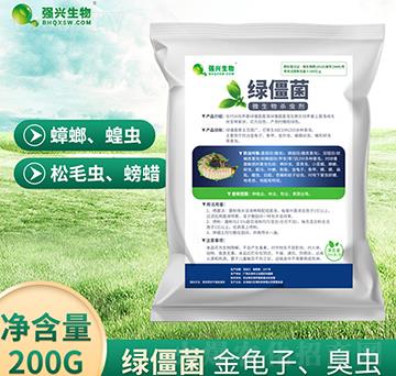 微生物殺蟲劑-綠僵菌-強(qiáng)興生物