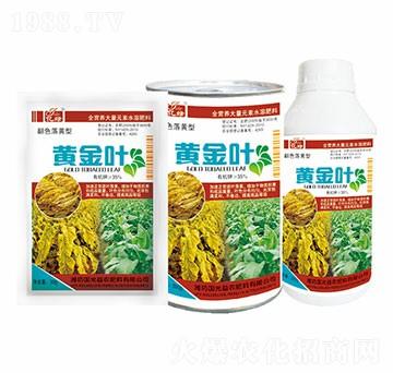 翻色落黃型-黃金葉-國(guó)光益農(nóng)