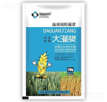 小麥水稻大灌漿-金億豐