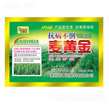 抗病不倒麥黃金-百事達(dá)