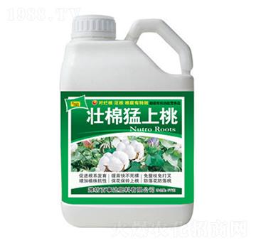 壯棉猛上桃-百事達(dá)