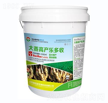 大姜高產(chǎn)樂多收-施佰高