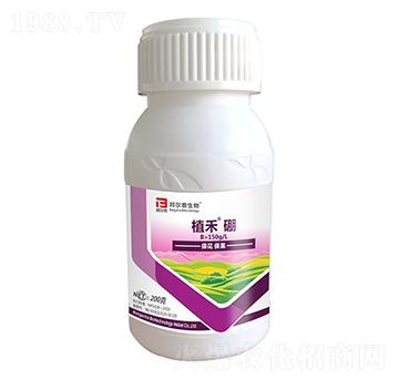 ֲ����-�̩