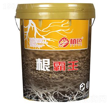 根霸王-植色生物