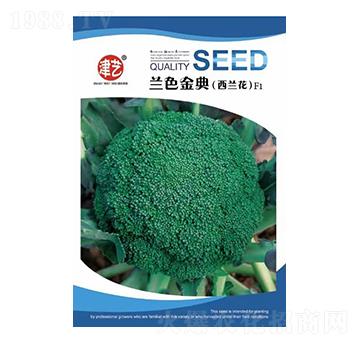 花菜種子-蘭色金典-邯豐農(nóng)業(yè)