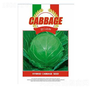甘藍(lán)種子-進(jìn)口品種-邯豐農(nóng)業(yè)