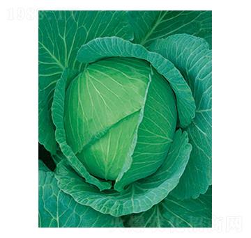 京豐一號(hào)甘藍(lán)-太樂種業(yè)