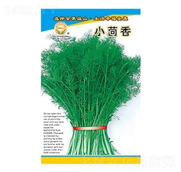 小茴香-太樂種業(yè)