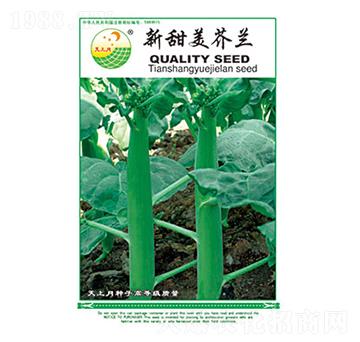 芥蘭種子-新甜美芥蘭-太樂種業(yè)