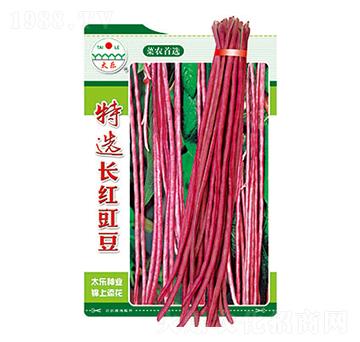 豇豆種子-特選長(zhǎng)紅豇豆-太樂種業(yè)