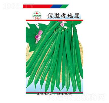 豇豆種子-優(yōu)勝者地豆-太樂種業(yè)